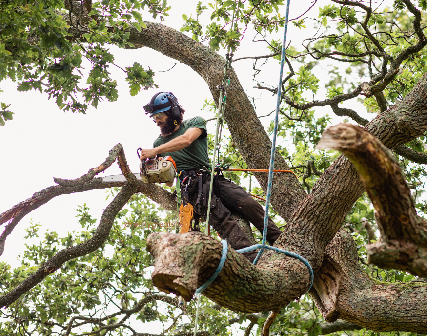 an expert cutting down a tree an expert cutting down a tree