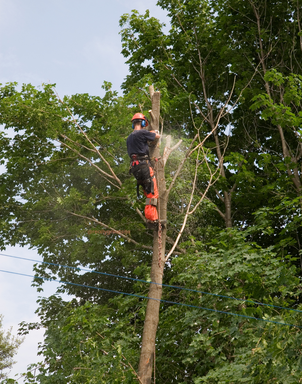 a professional removing a tree