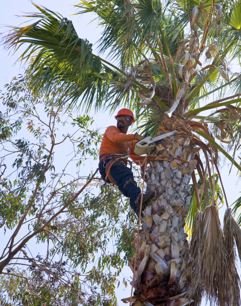 a professional trimming a palm tree a professional trimming a palm tree