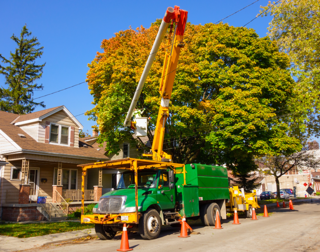 a tree getting trimmed by a person in a bucket truck a tree getting trimmed by a person in a bucket truck